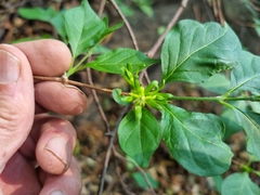 Vangueria macrocalyx