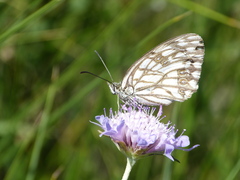 Melanargia occitanica