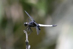 Erythrodiplax unimaculata