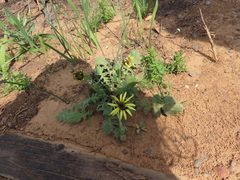 Arctotheca calendula
