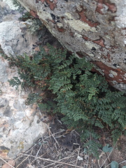 Oeosporangium
