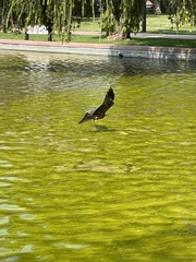 Milvus migrans