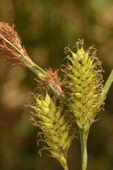 Carex hyalinolepis