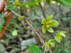 Ochna holstii