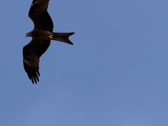 Milvus migrans