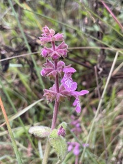 Stachys bullata