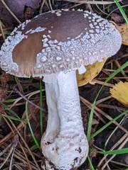 Amanita excelsa