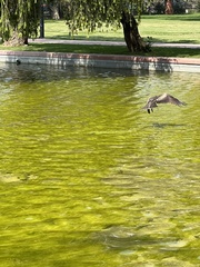 Milvus migrans