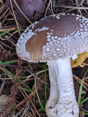 Amanita excelsa