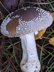 Amanita excelsa