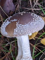 Amanita excelsa