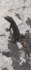 Pseudocordylus microlepidotus