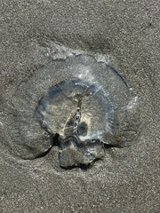 Aequorea