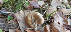 Armillaria cepistipes