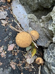 Scleroderma citrinum