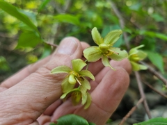 Ochna holstii