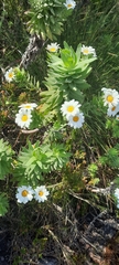Osmitopsis asteriscoides