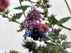 Xylocopa violacea