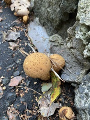 Scleroderma citrinum