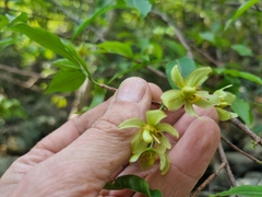 Ochna holstii