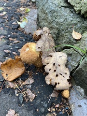 Scleroderma citrinum