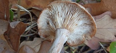 Armillaria cepistipes