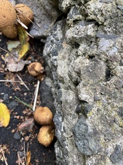 Scleroderma citrinum