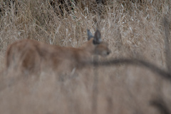 Caracal caracal