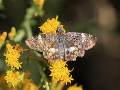 Chiomara georgina