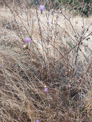 Mantisalca salmantica