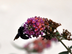 Xylocopa violacea