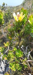 Leucadendron strobilinum