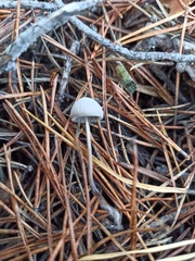 Mycena capillaripes