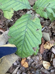 Quercus