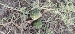 Citrullus colocynthis