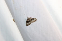 Xanthorhoe lacustrata