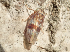 Tremulicerus