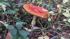 Amanita muscaria
