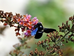 Xylocopa violacea