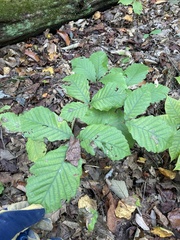 Quercus