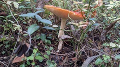 Amanita muscaria