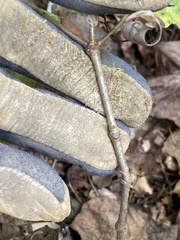 Quercus