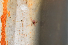 Erythraeidae
