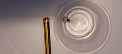 Lycosidae