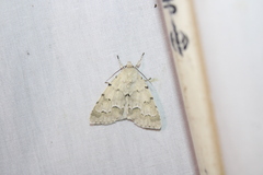 Acronicta innotata
