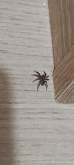 Lycosidae