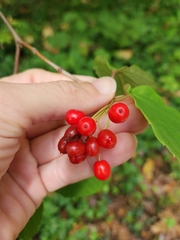 Viburnum setigerum