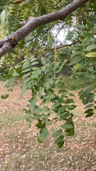 Gleditsia triacanthos