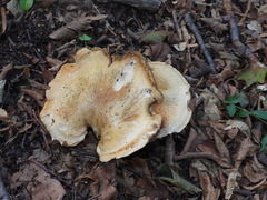 Cortinarius infractus
