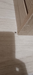 Lycosidae